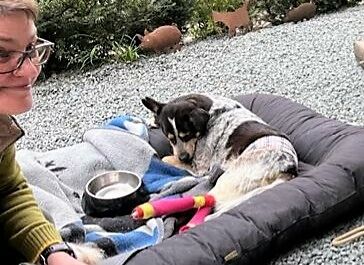 Hund mit gelähmten HinterläufenAuch für verletzte Tiere gibt es hier ein schönes Zuhause