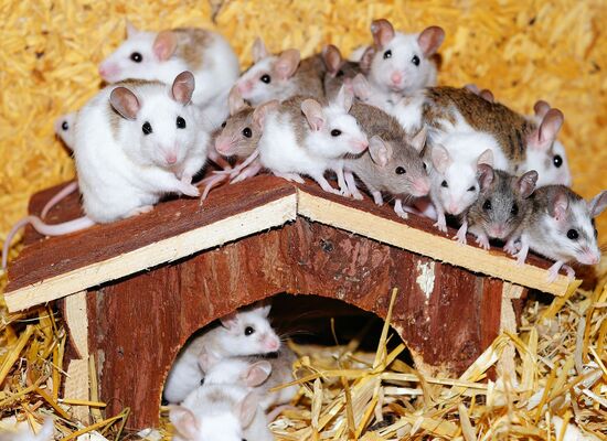 Mäuse-Familie